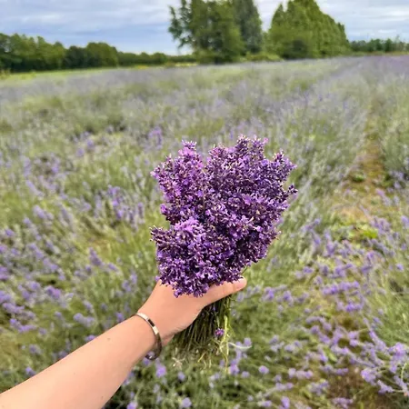 Lavender Near Venice Airport Apartment