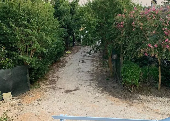 Lavender Near Venice Airport